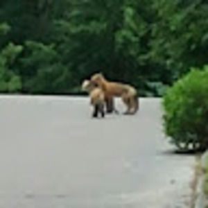 Meet your Posher, Summer